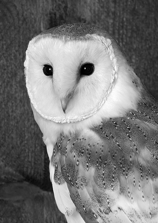 Barn Owl Portrait   P O'Malley